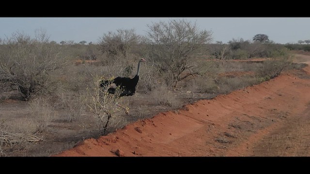 Сомалийский страус - ML531438941
