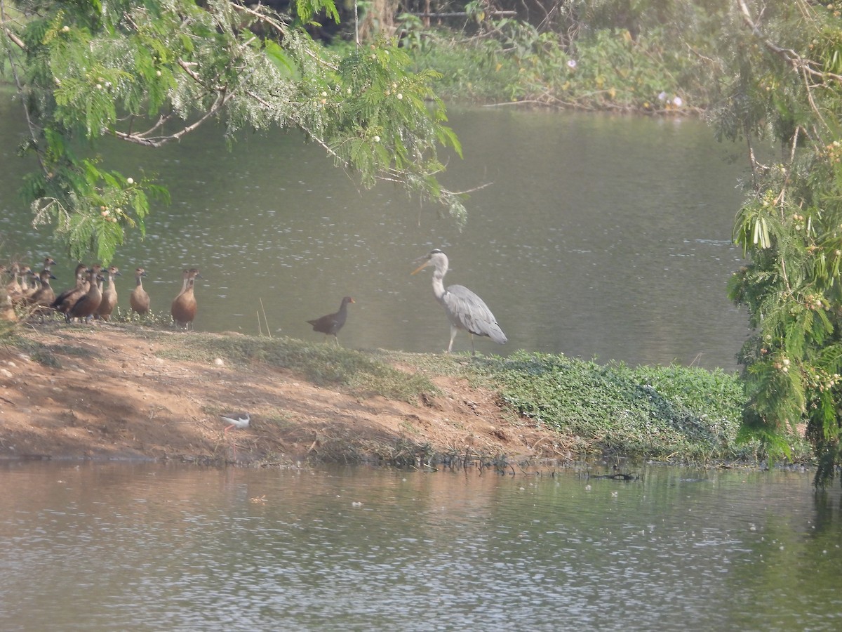 Gray Heron - ML531438951