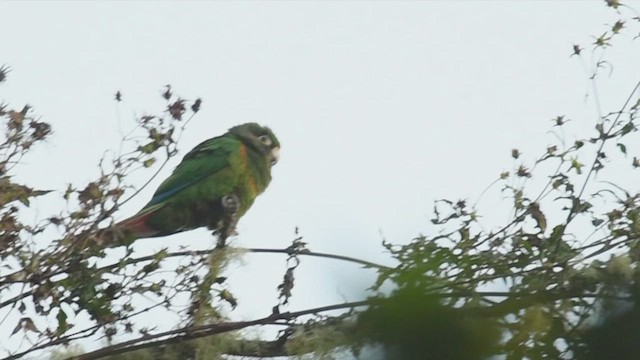 Conure de Santa Marta - ML531439651