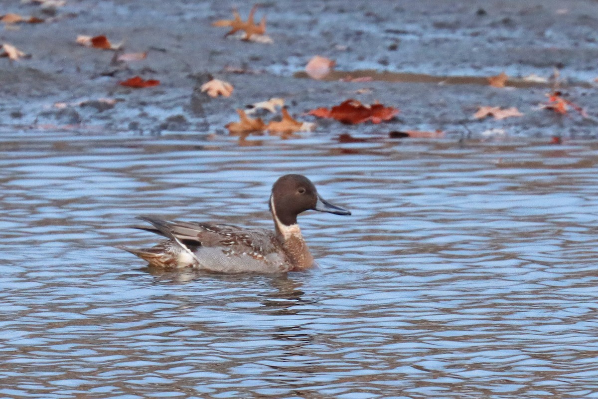 Northern Pintail - ML531441251