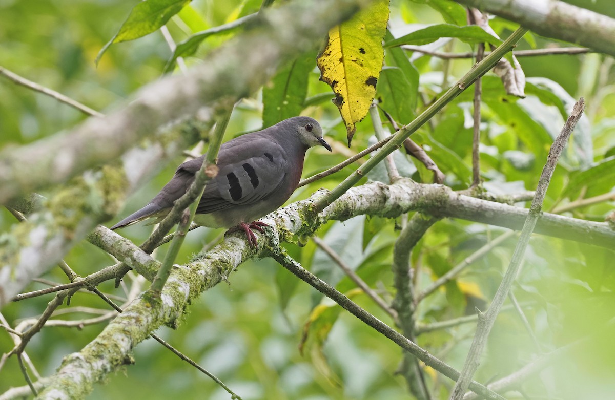 Maroon-chested Ground Dove - Sam Woods