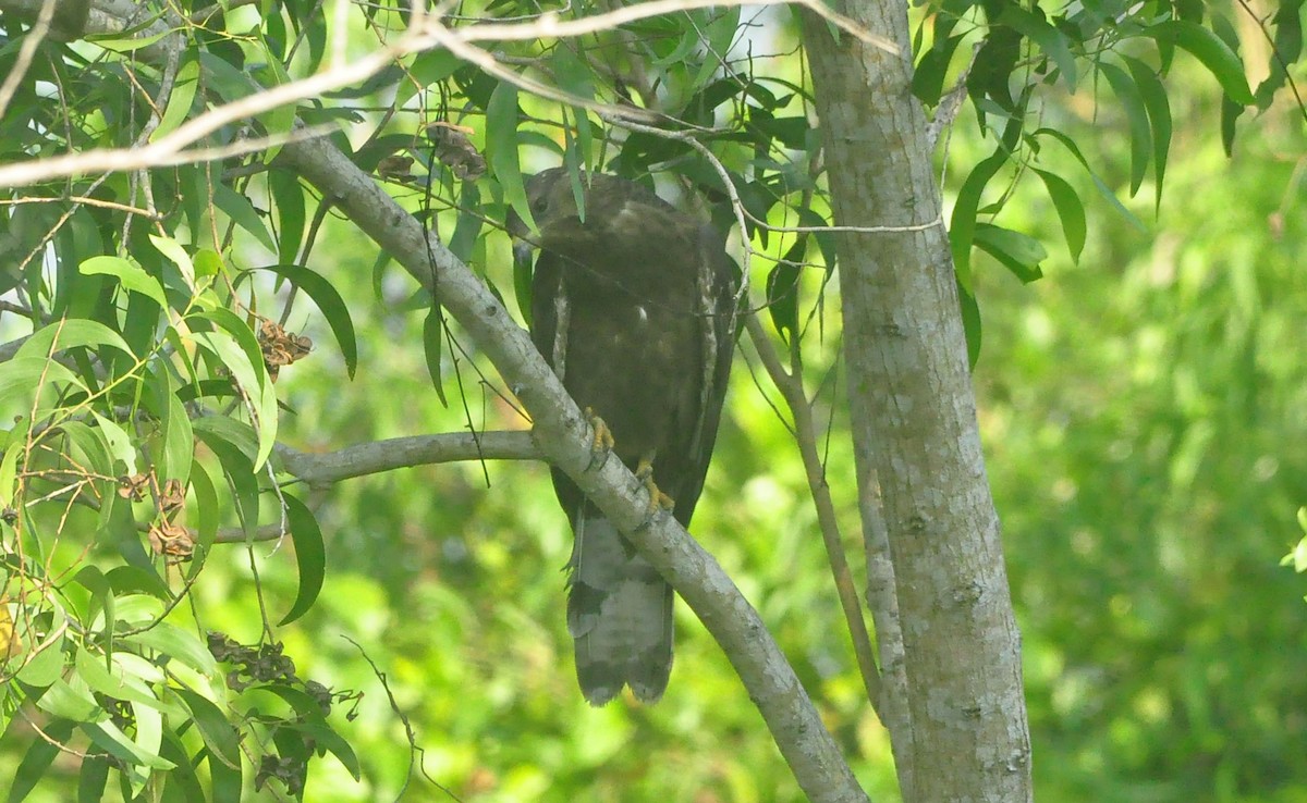 Oriental Honey-buzzard - ML531443661