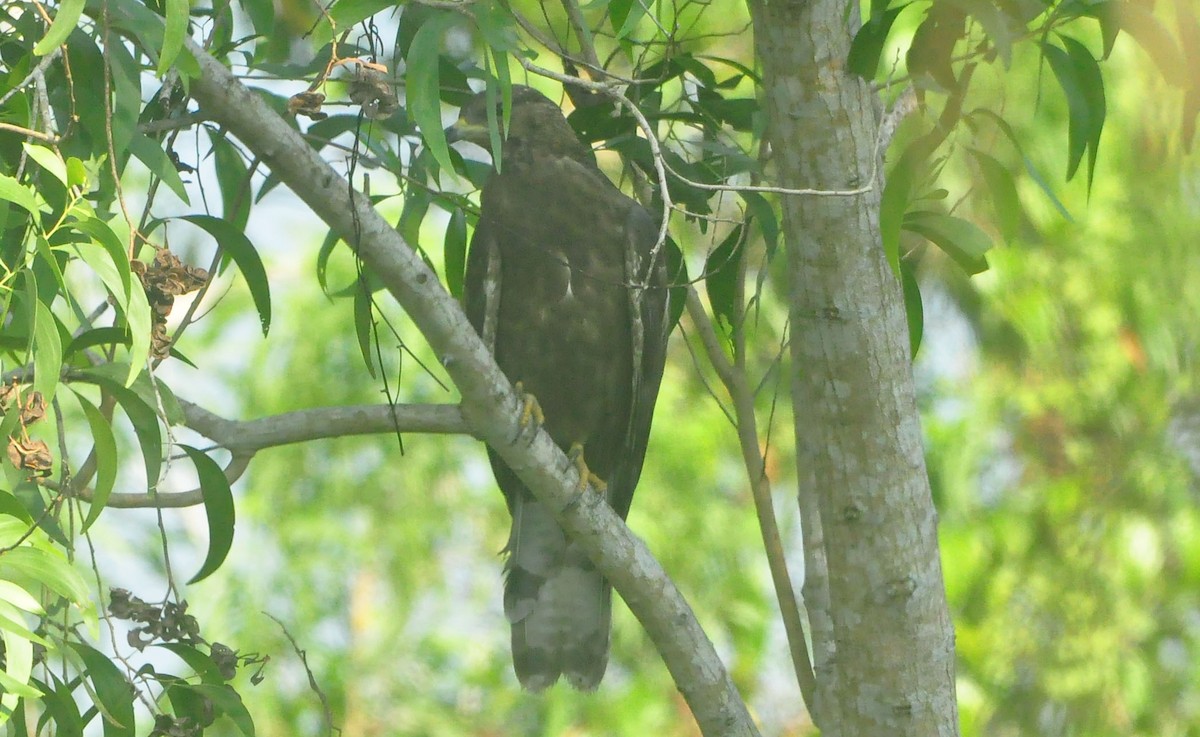 Oriental Honey-buzzard - ML531443671