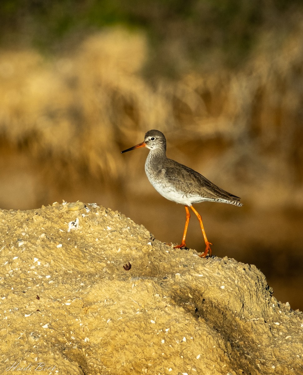 Common Redshank - ML531444841