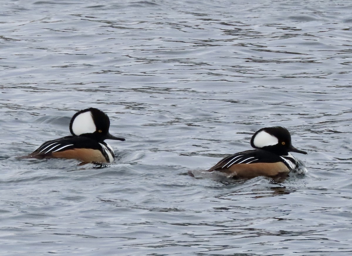 Hooded Merganser - ML531445301