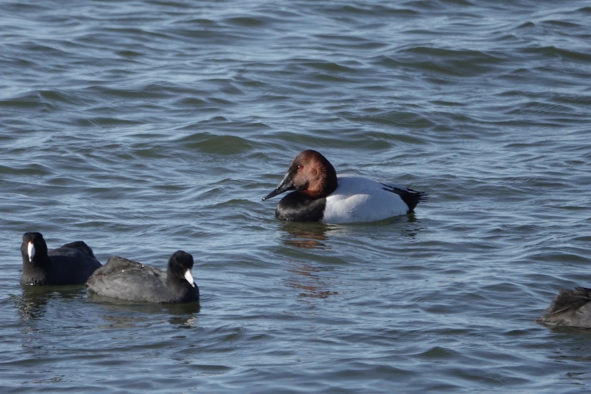 Canvasback - George Rementer