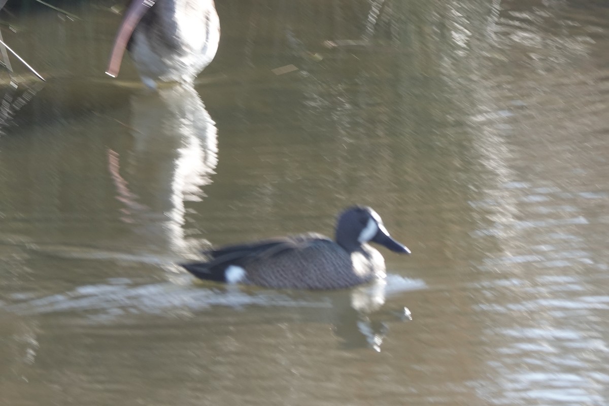 Blue-winged Teal - ML531445731