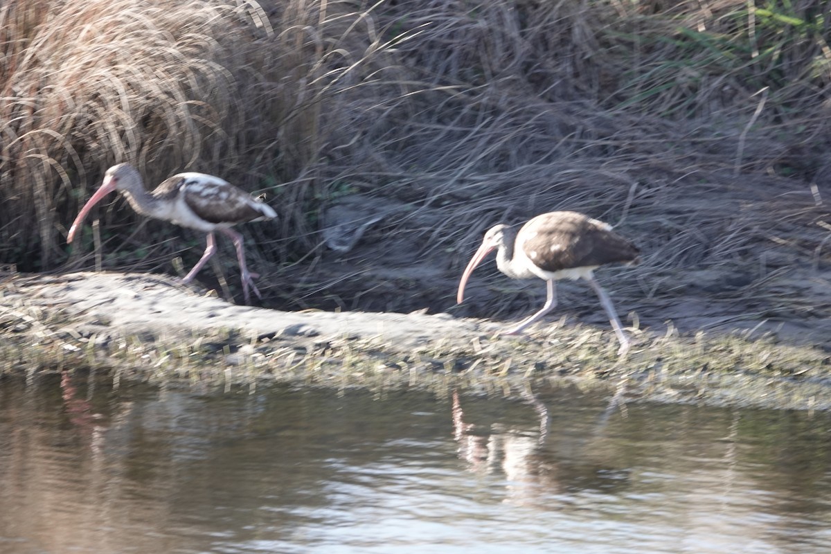 White Ibis - ML531446991