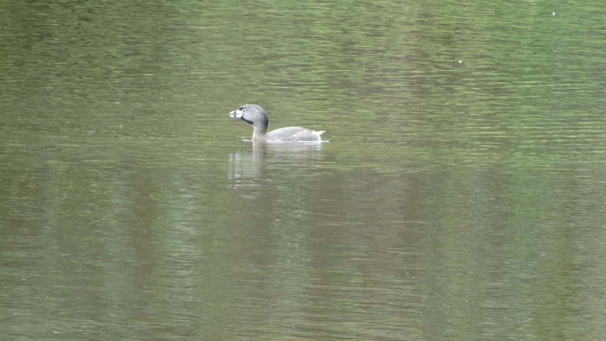 Pied-billed Grebe - ML531447171