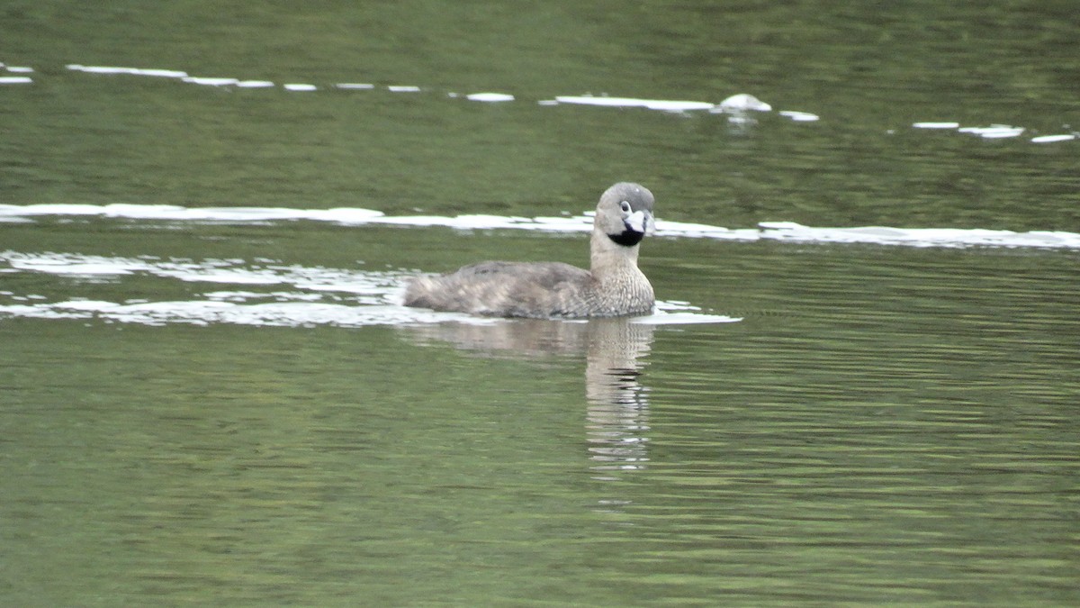 Pied-billed Grebe - ML531447191