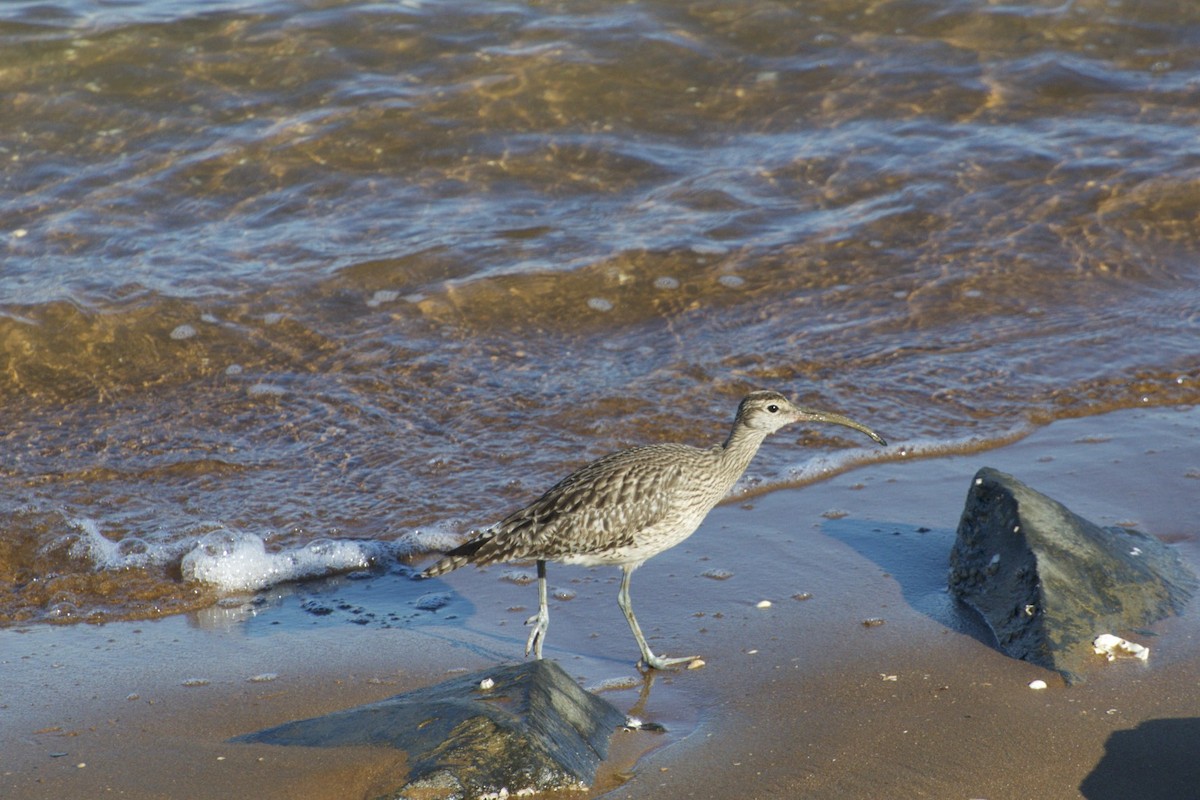 Whimbrel - Luis Bonaño