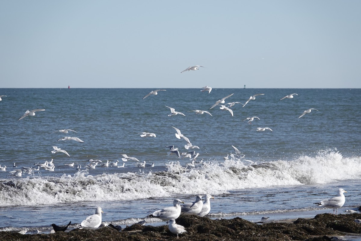 Mouette de Bonaparte - ML531448111