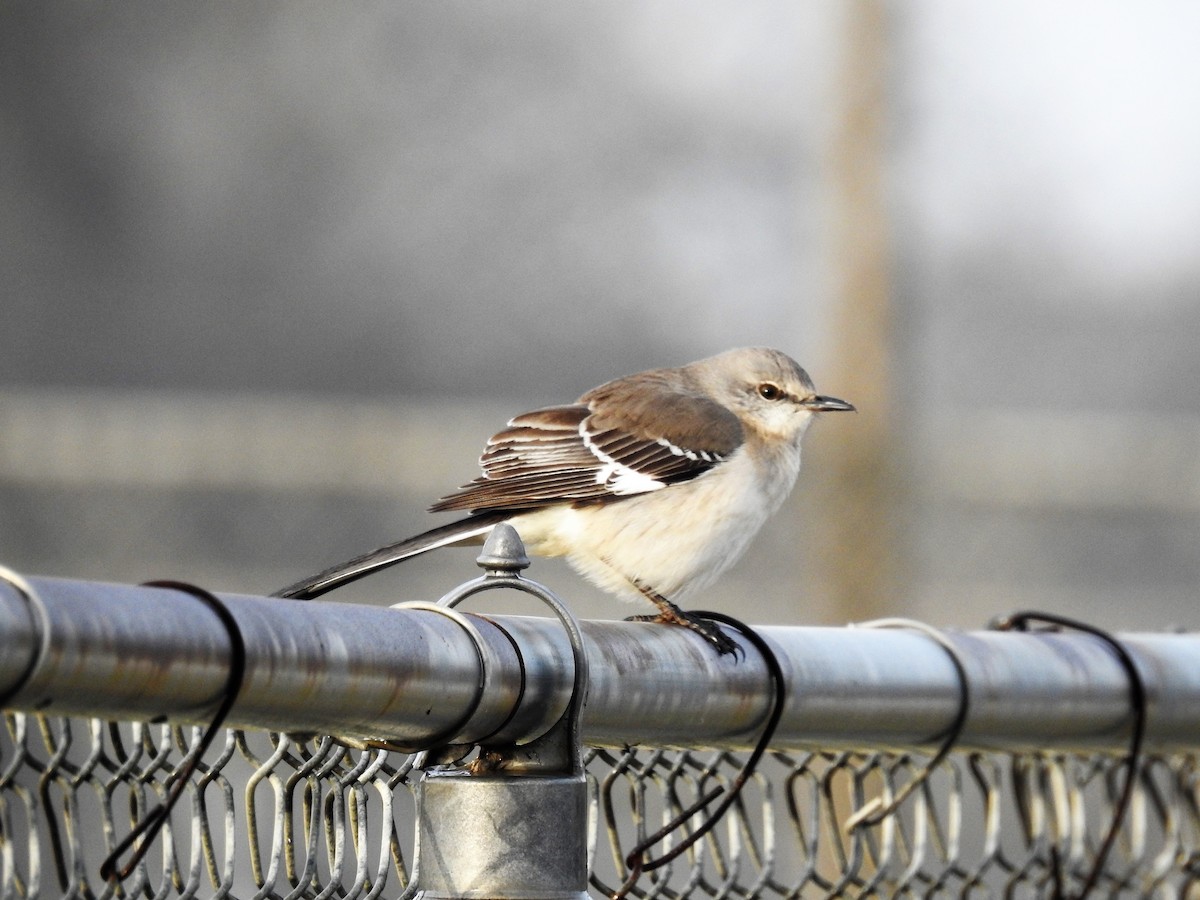 Northern Mockingbird - Robert Neill