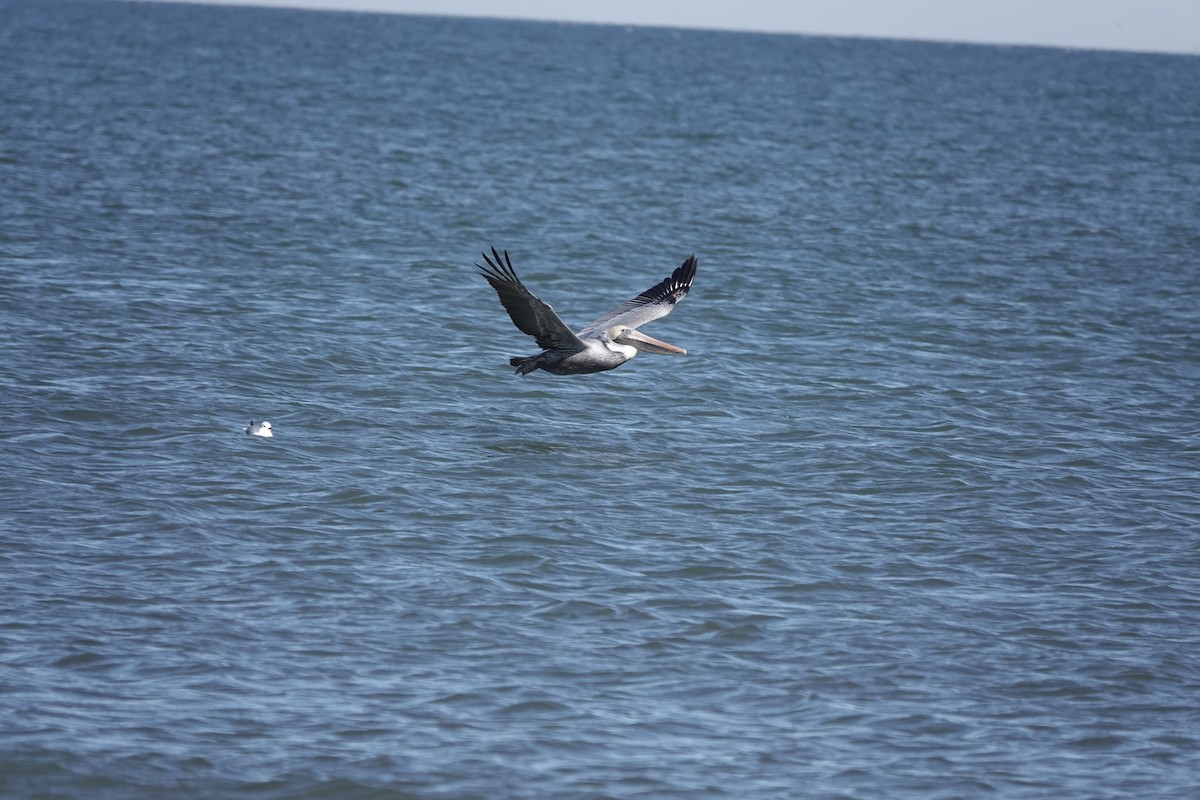 Brown Pelican - ML531448431