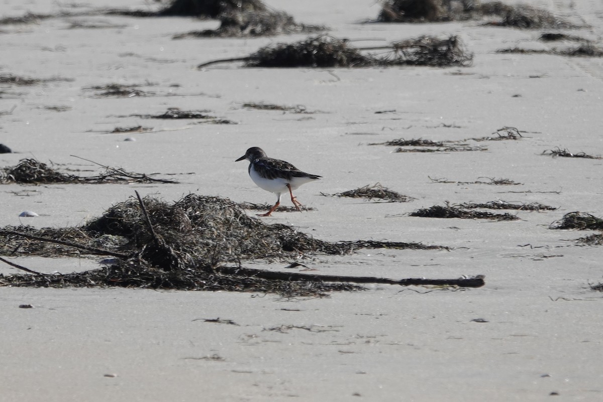 Ruddy Turnstone - ML531448571