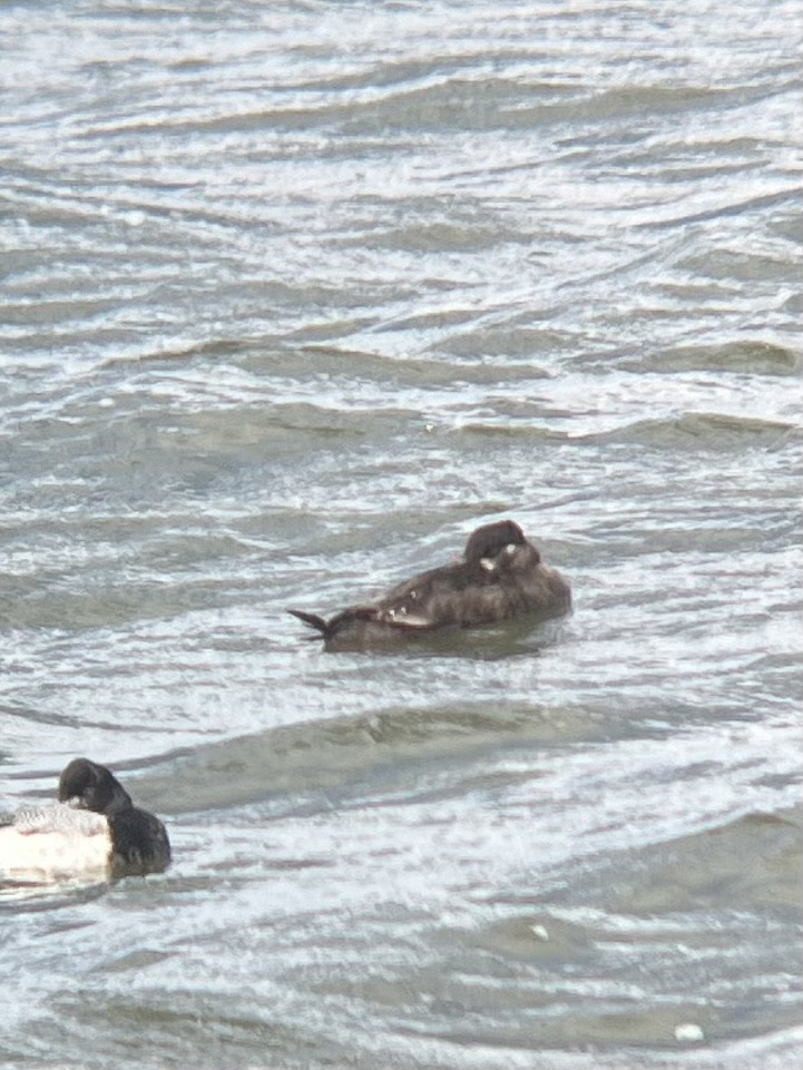Surf Scoter - ML531449261