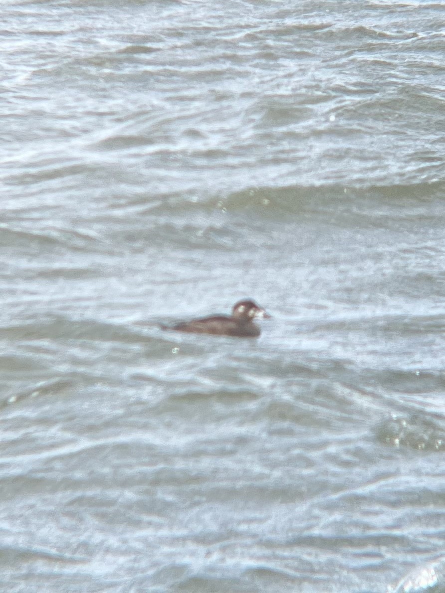 Surf Scoter - ML531449271