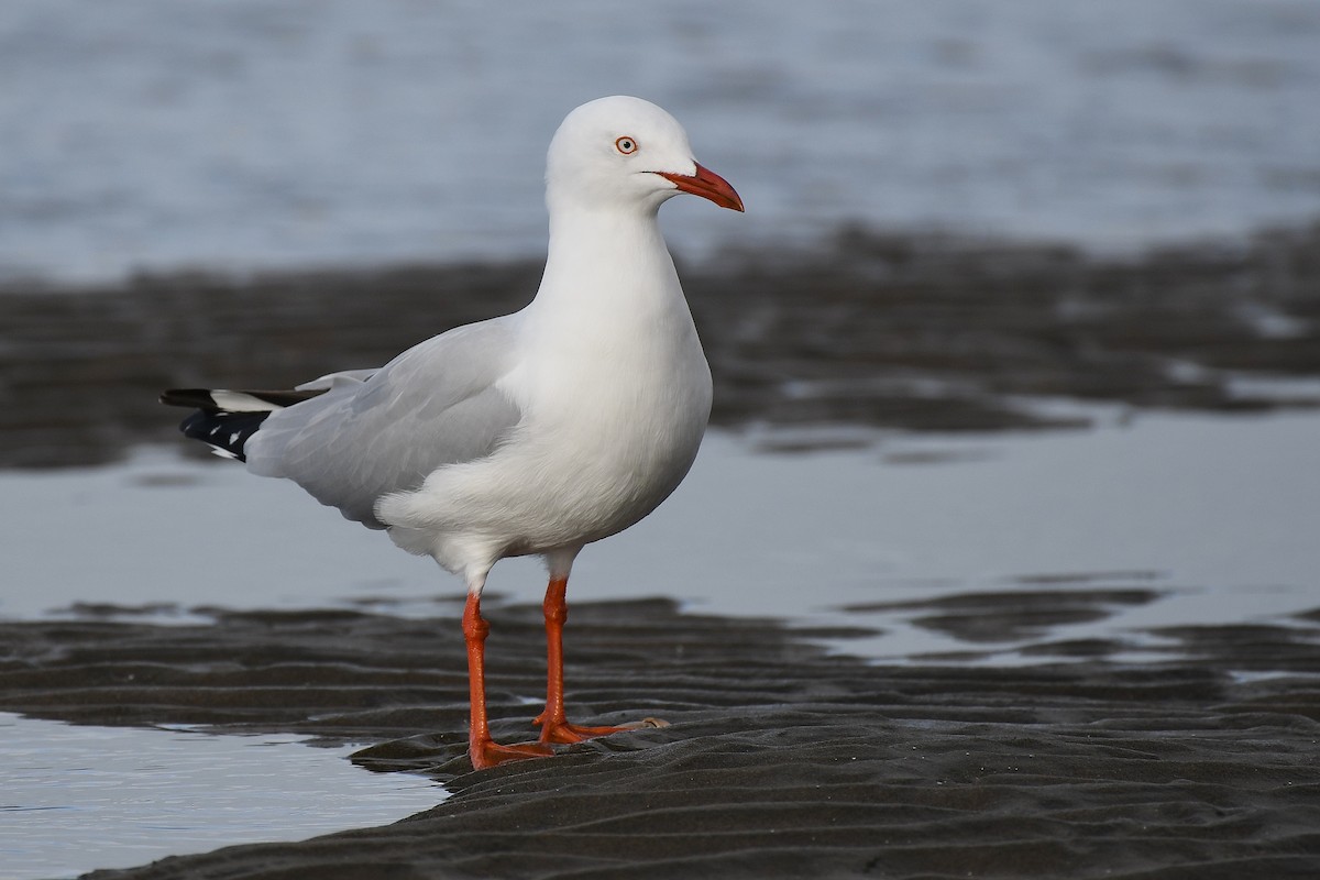 Silver Gull (Silver) - Terence Alexander