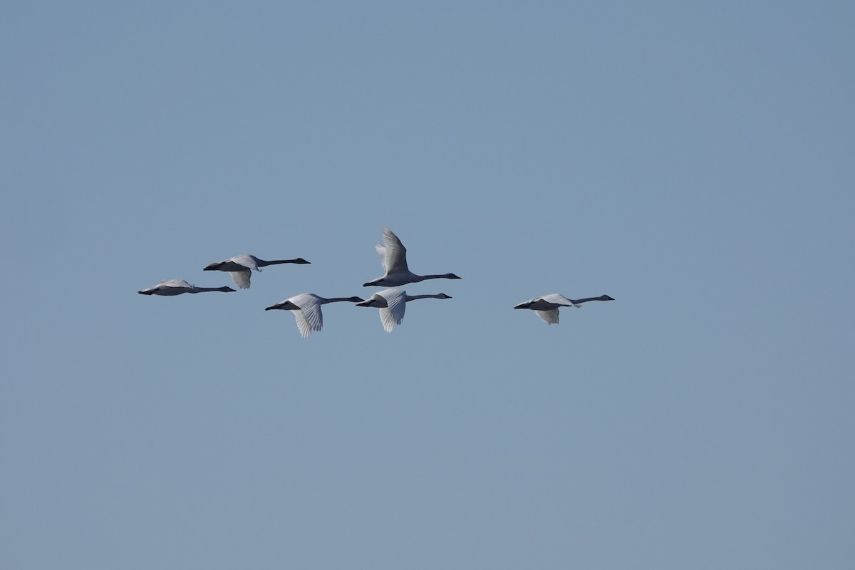 Cygne siffleur - ML531450081