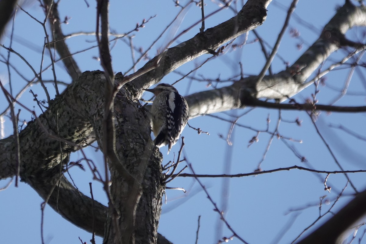 Yellow-bellied Sapsucker - ML531450421