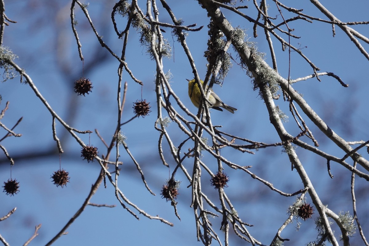 Pine Warbler - ML531450661