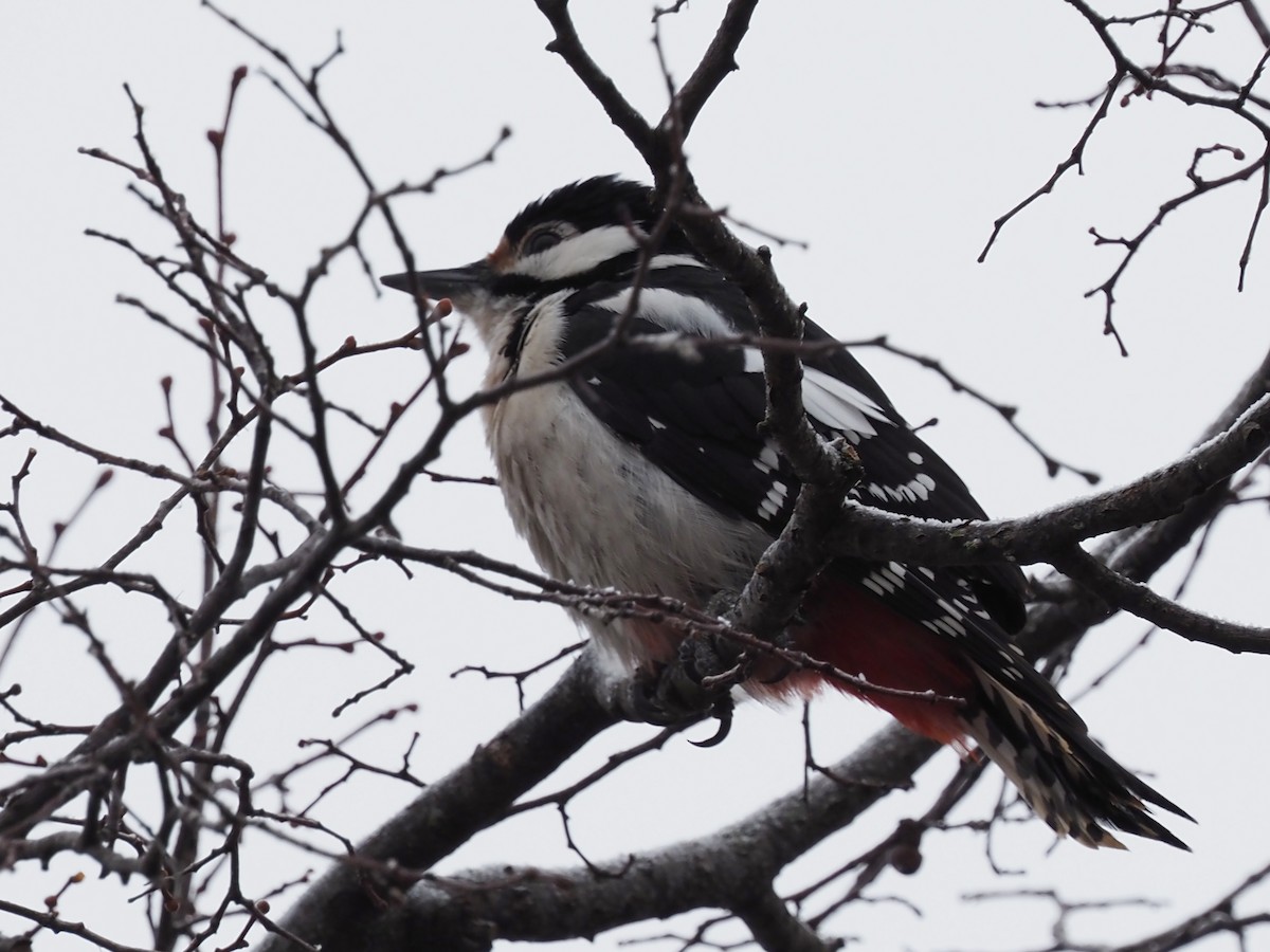 Great Spotted Woodpecker - ML531450701