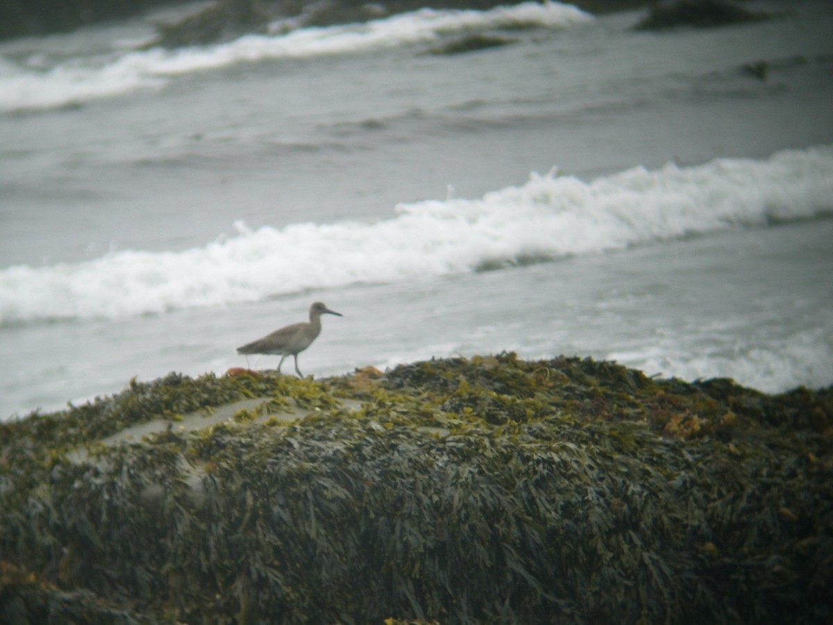 Willet - ML531451101