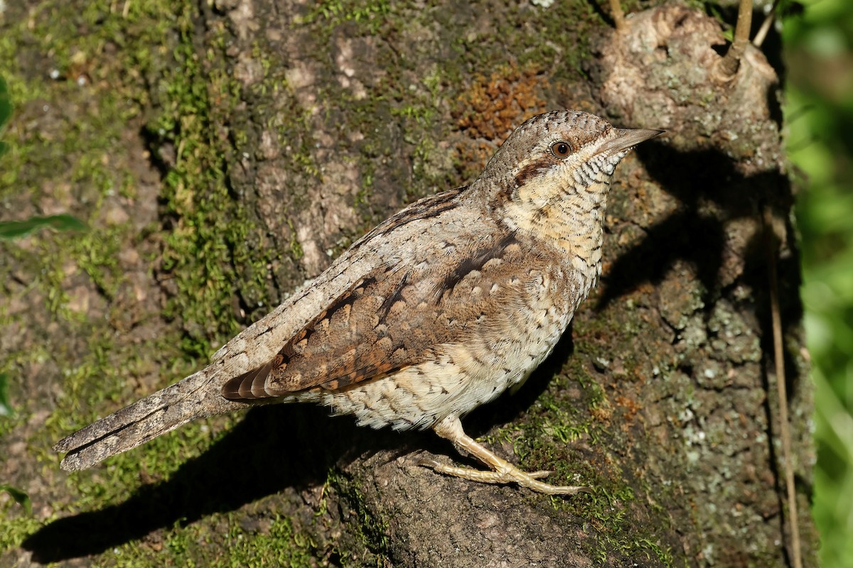 Eurasian Wryneck - ML531452431