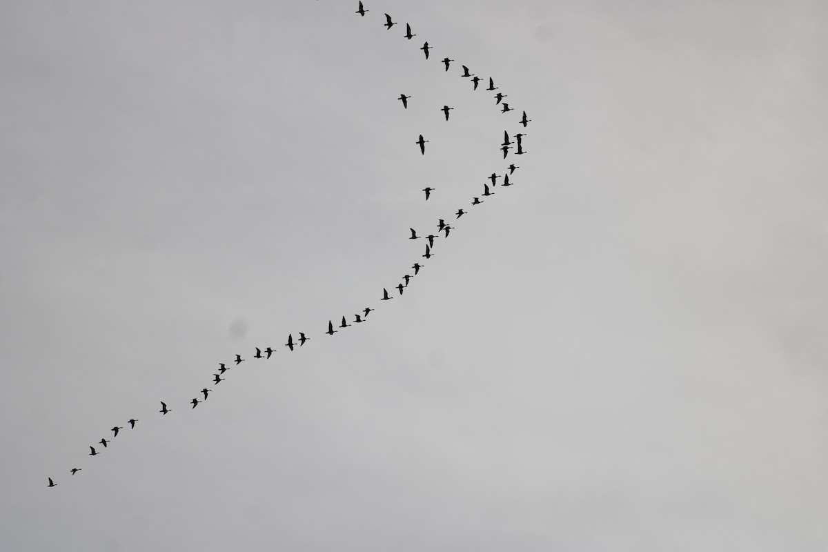 Canada Goose - Michelle Brock