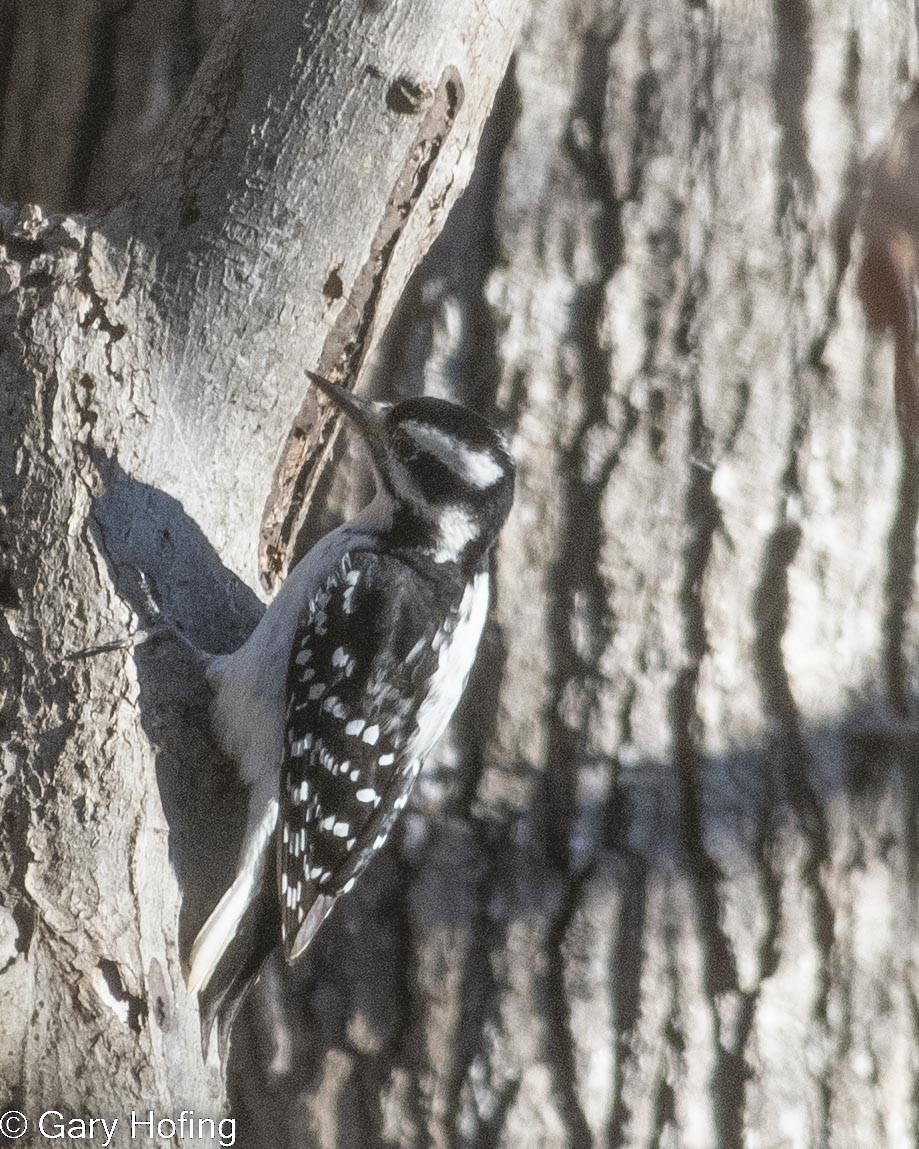 Hairy Woodpecker - ML531453841