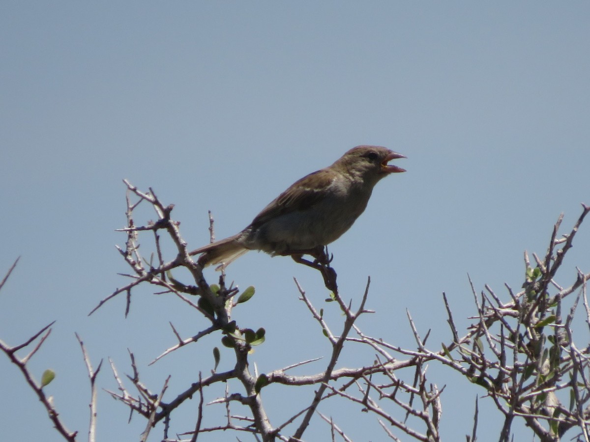 House Sparrow - ML531453861