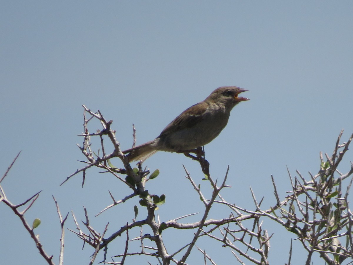 House Sparrow - ML531453871