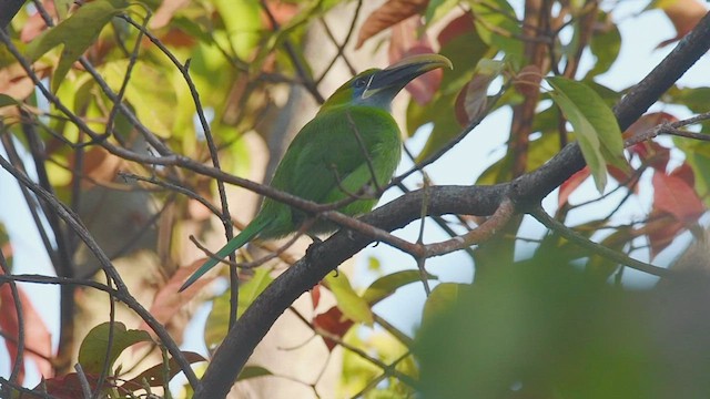 Groove-billed Toucanet - ML531454421