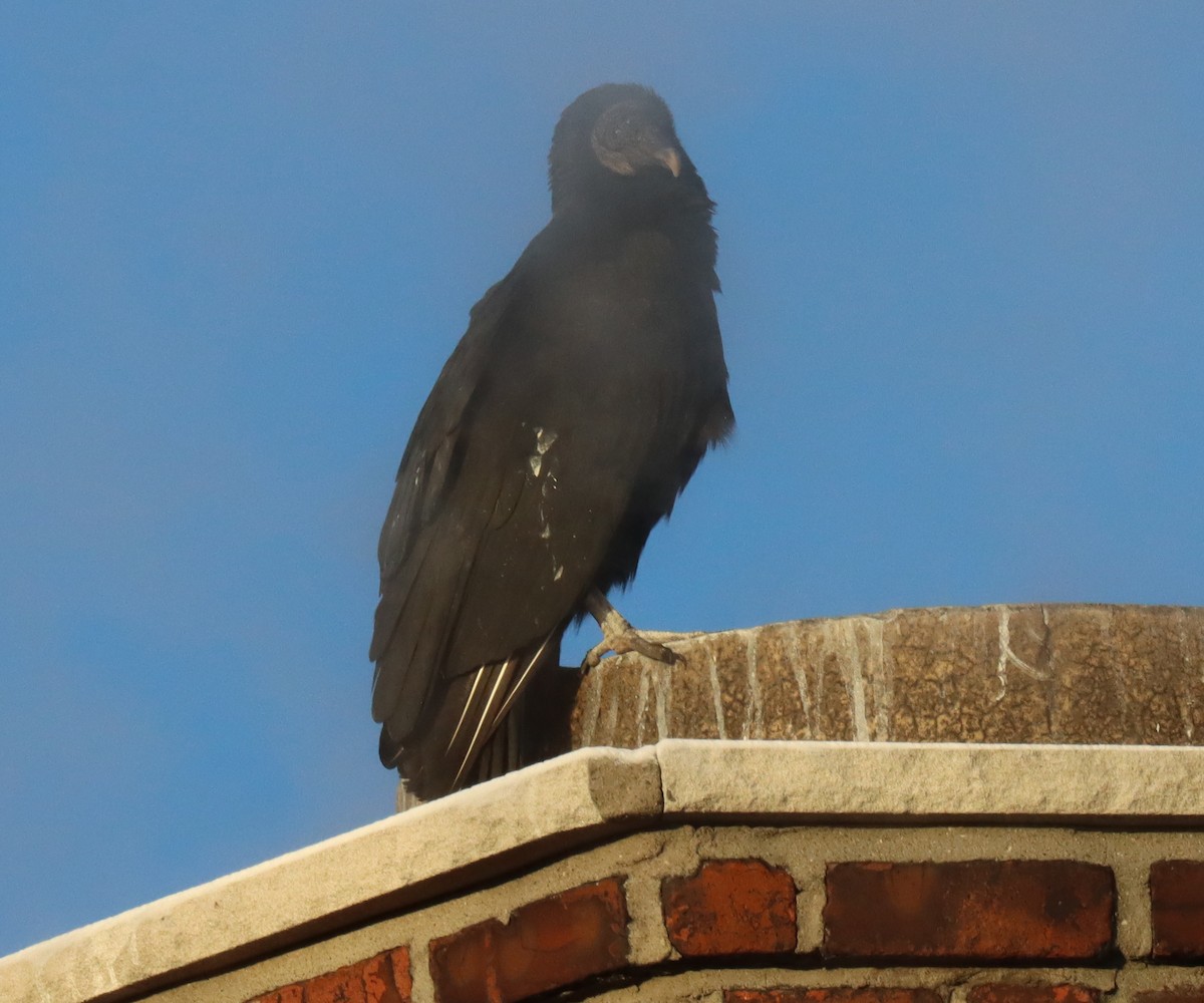 Black Vulture - ML531454681