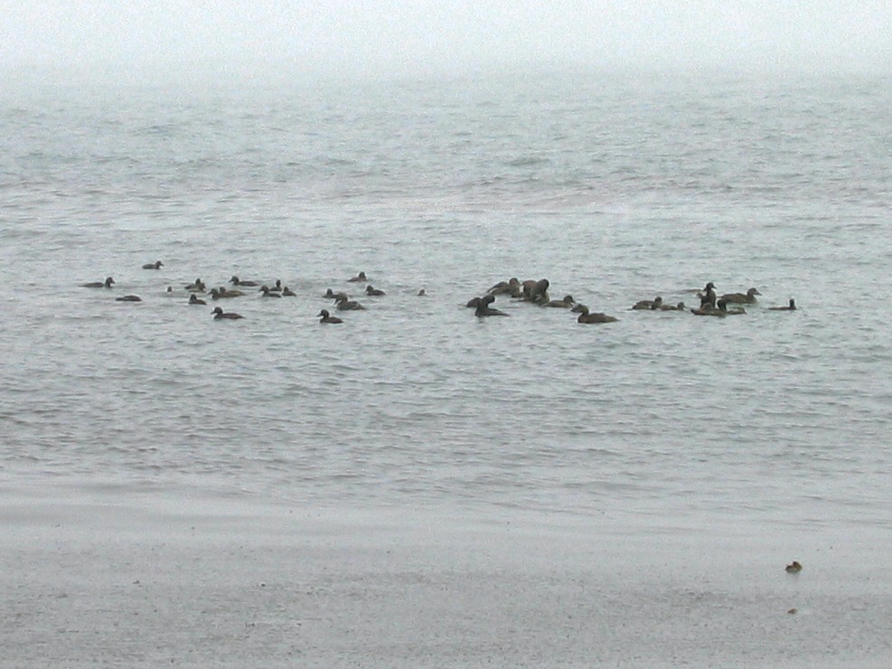 Common Eider - ML531454721