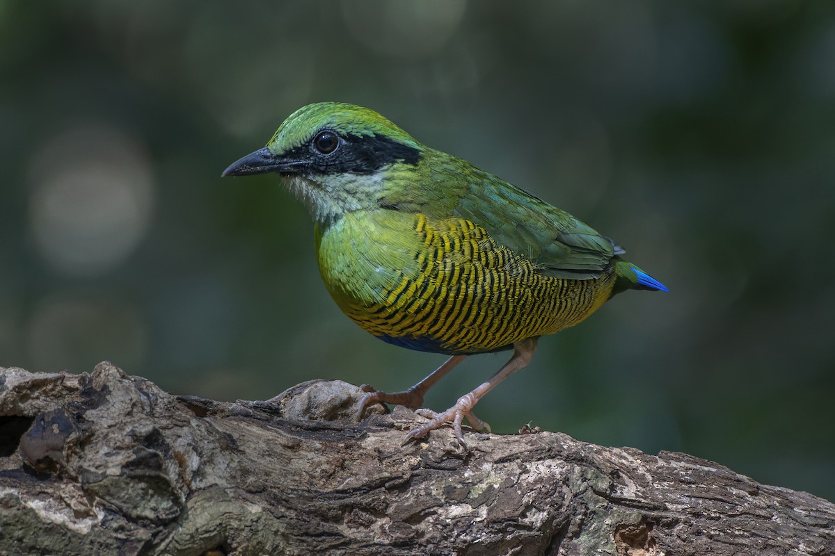 Bar-bellied Pitta - Jeff Maw