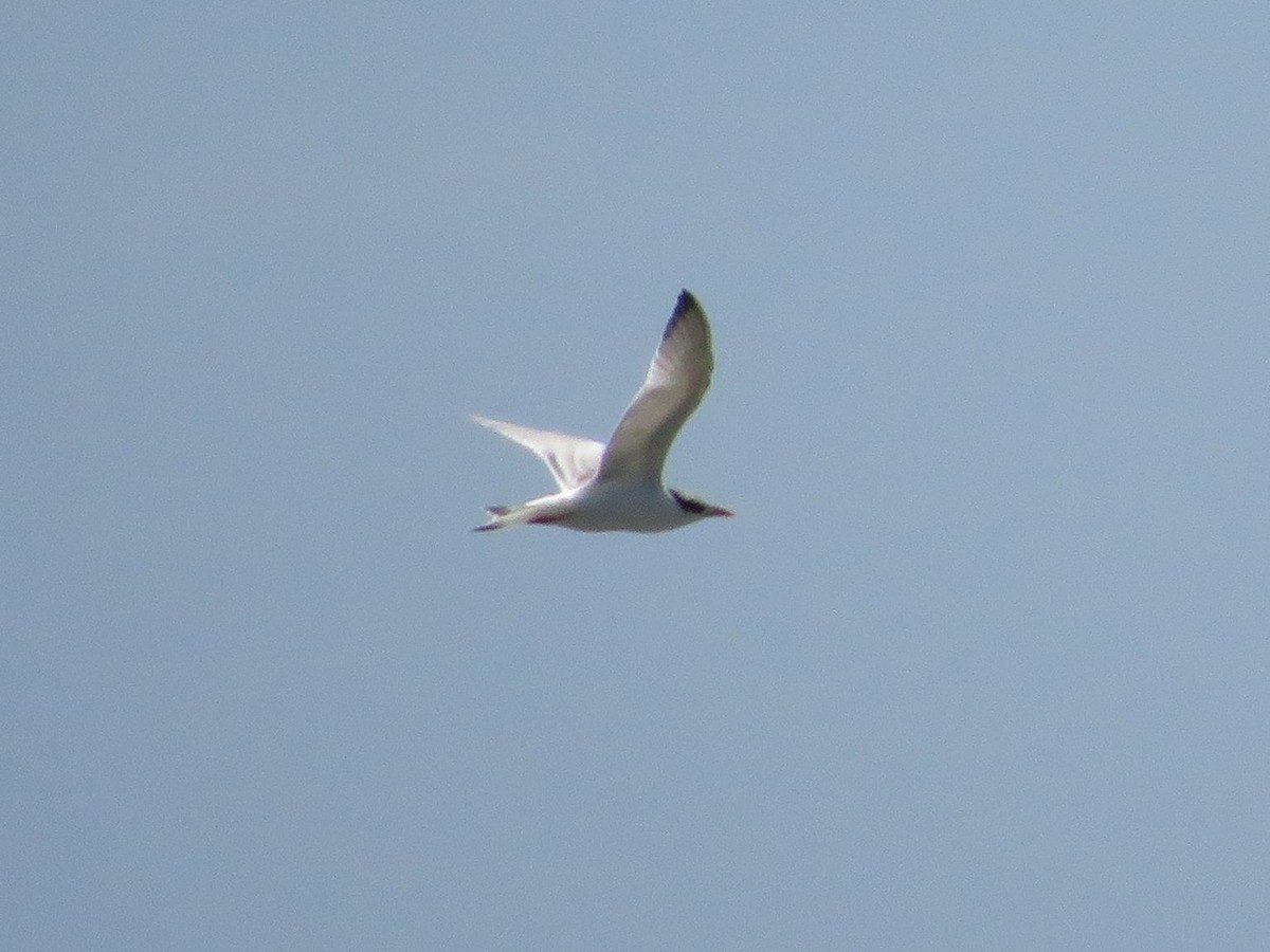 Royal Tern - ML531456281