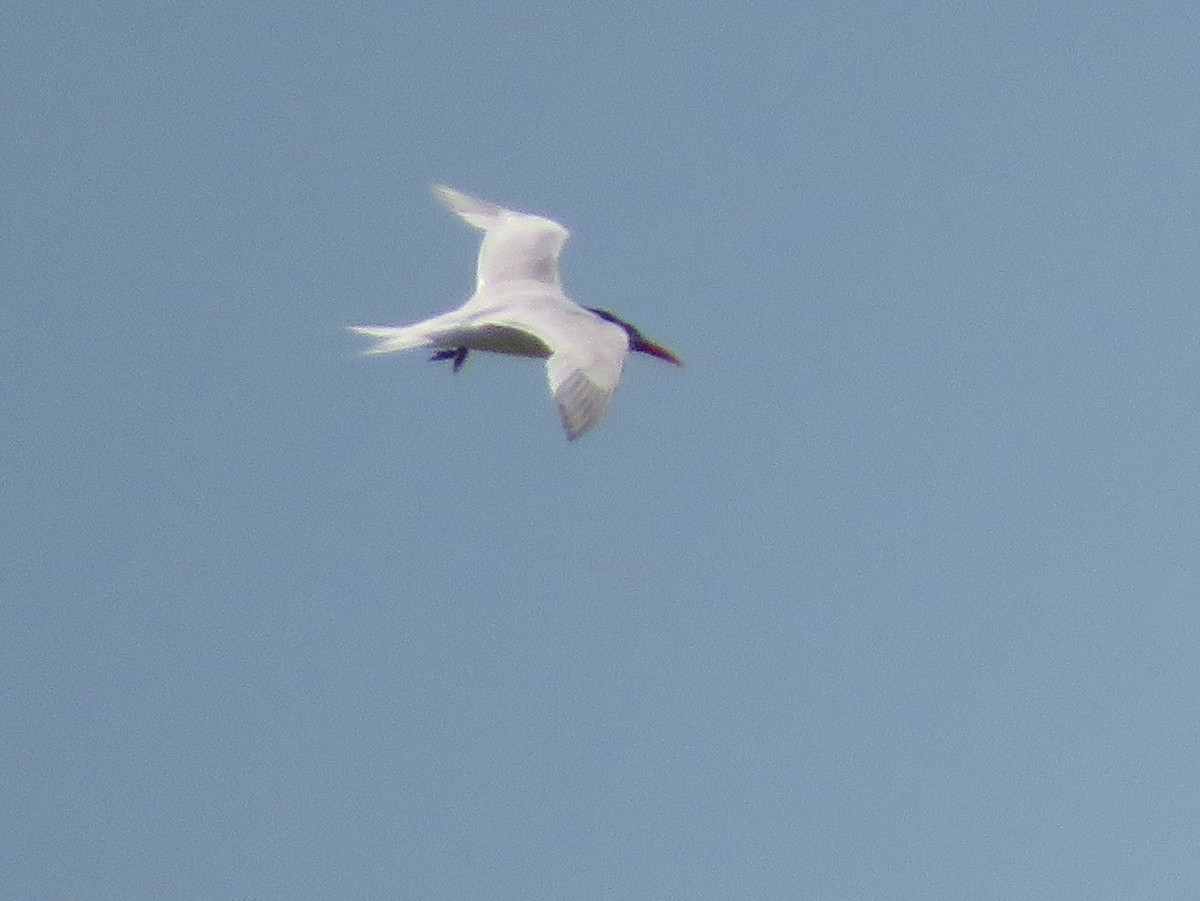 Royal Tern - Ezequiel Vera