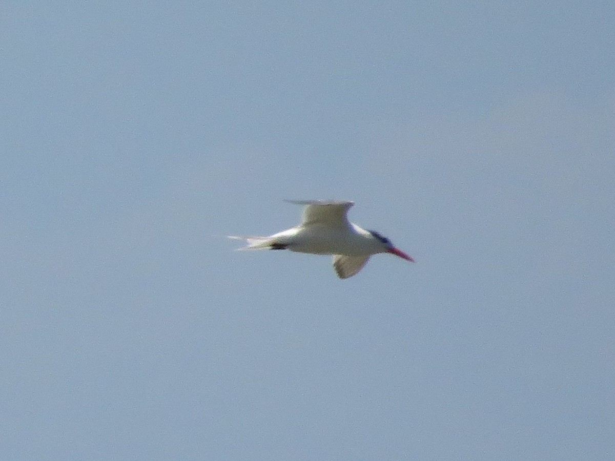 Royal Tern - ML531456311