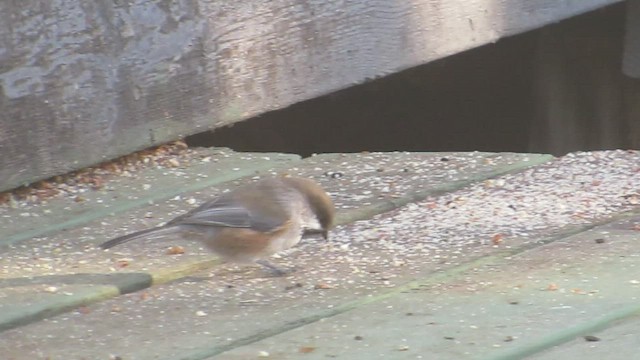 Mésange à tête brune - ML531456631