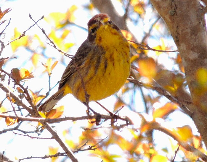 Palm Warbler - ML53145761