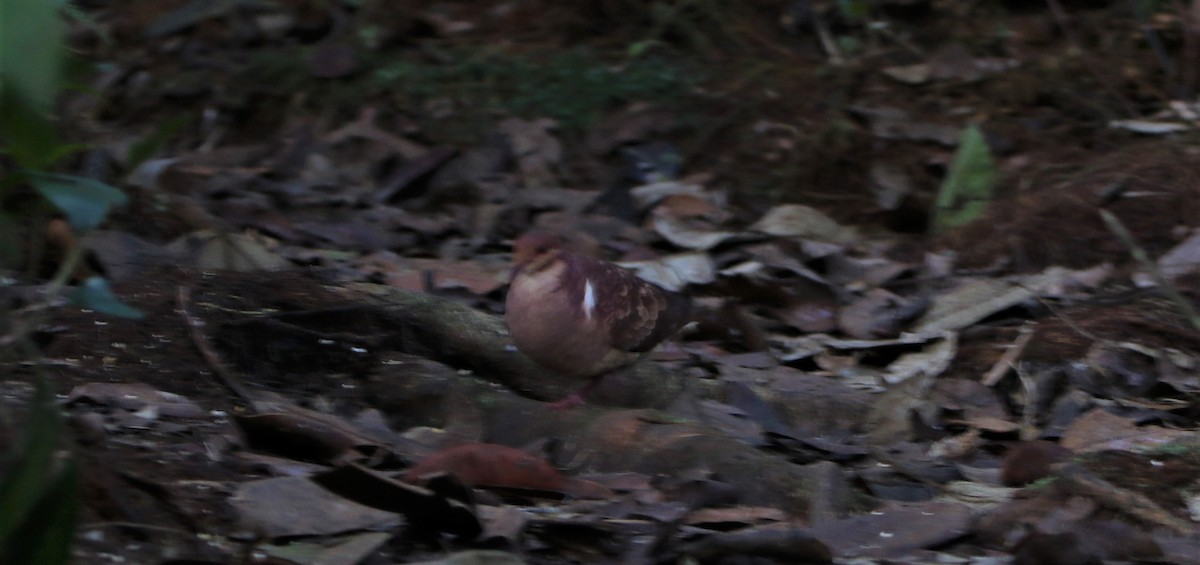 Ruddy Quail-Dove - ML531458361