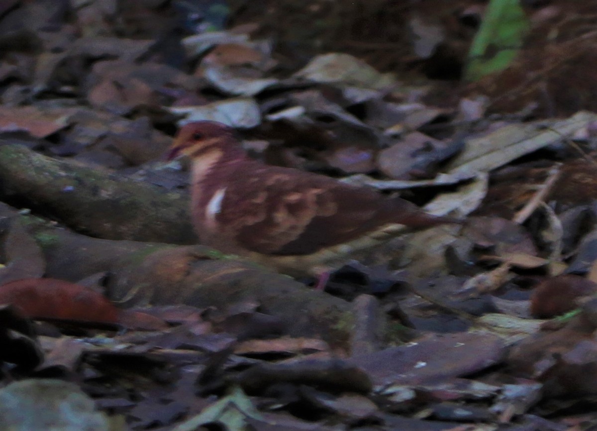 Ruddy Quail-Dove - ML531458371