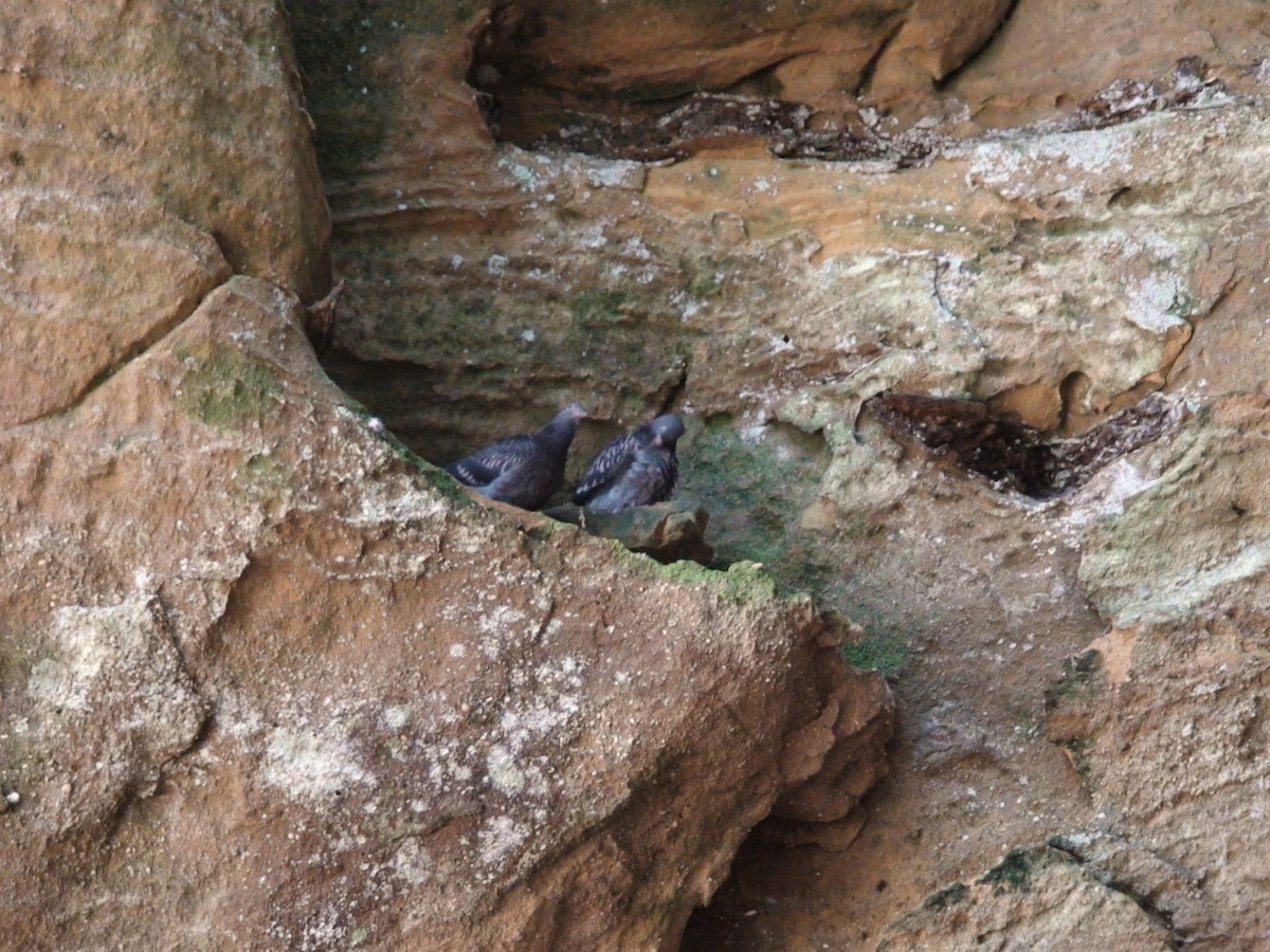 Rock Pigeon (Feral Pigeon) - ML531459531