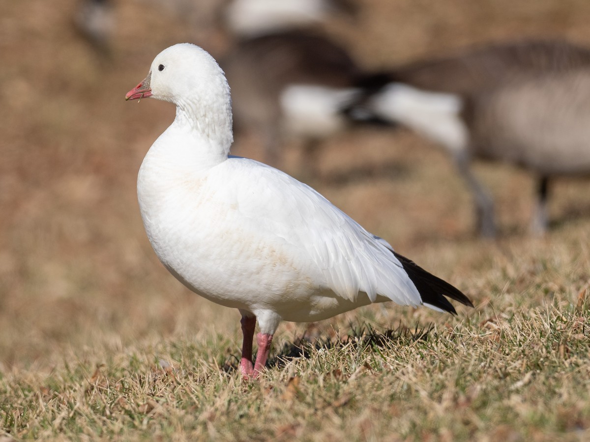 Ross's Goose - Riley Metcalfe