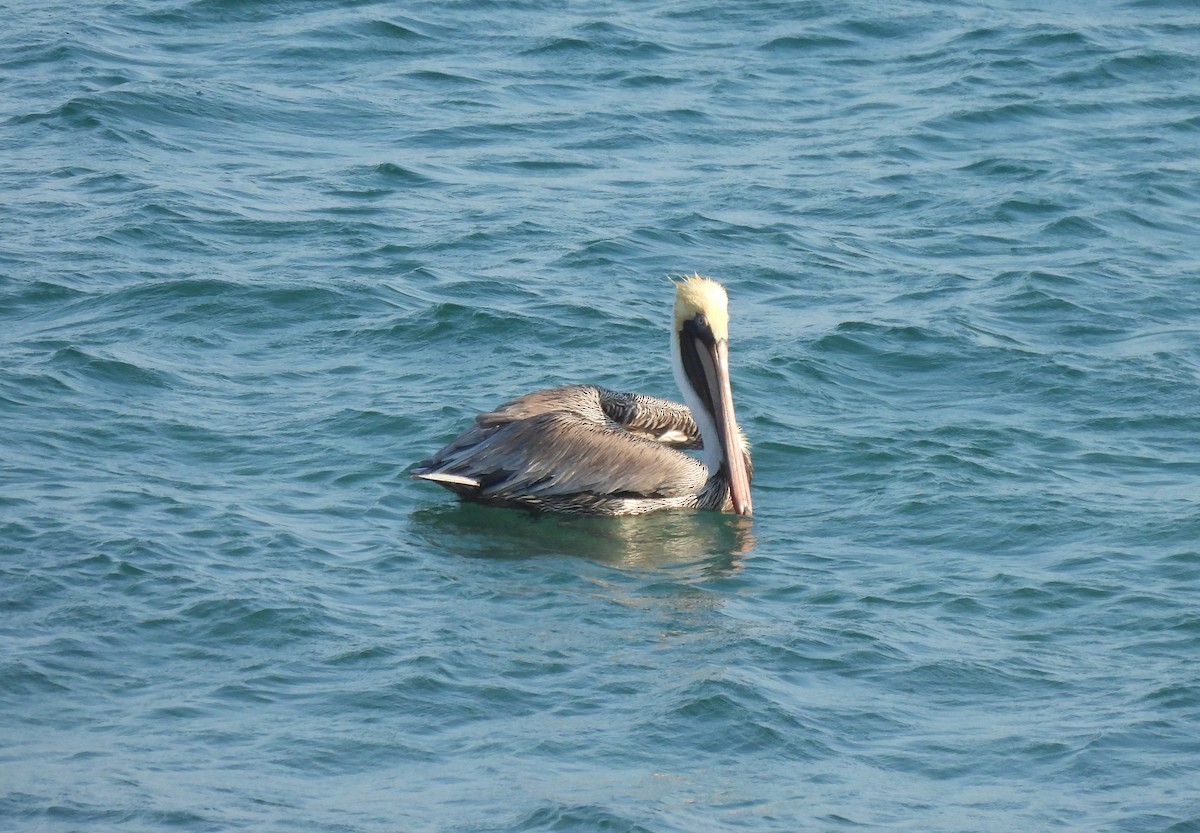 Brown Pelican - ML531459861