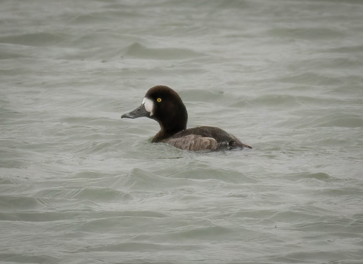 Lesser Scaup - ML531460151