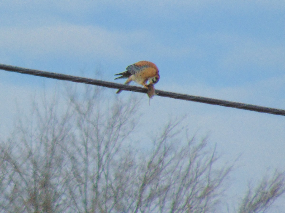 American Kestrel - sean greene