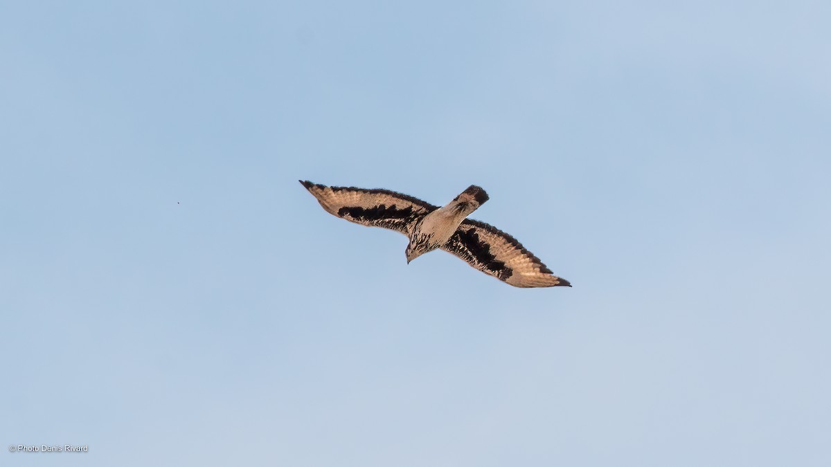 African Hawk-Eagle - ML531460881