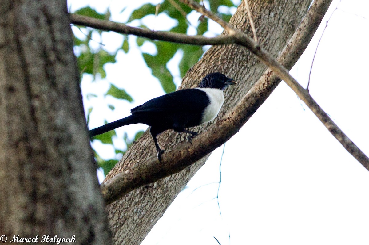 White-necked Myna - ML531461391